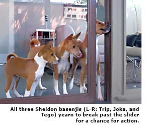 three basenjis looking out a glass dor