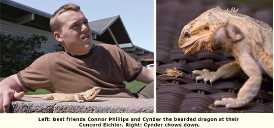 young man and bearded lizard , lizard about to eat bug